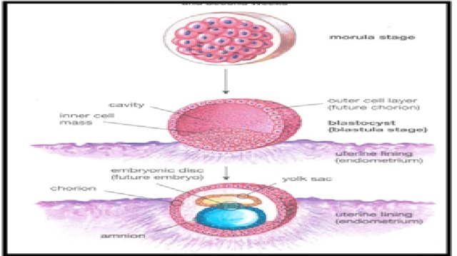 2 semana desde la Fecundación