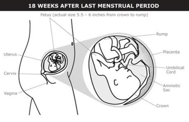 4 meses desde la fecundacion