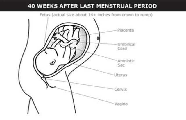 9 mes  desde la fecundación