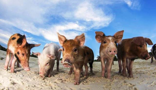 Bay  of Pigs invasion