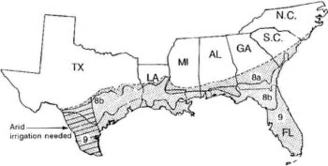 Colonial Economics: The Lower South