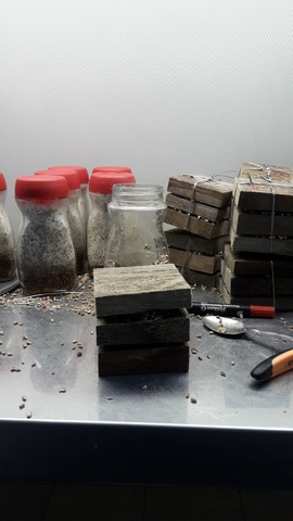 Inoculación de hongos en los sustratos