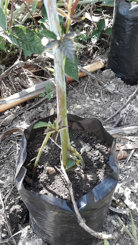 Verificación del estado las fundas