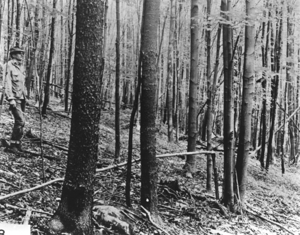 Forest Management Act