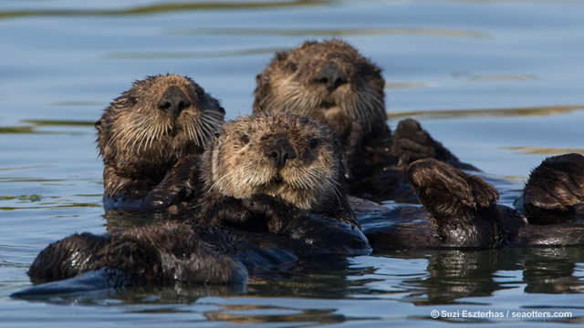 Marine Mammal Protection Act