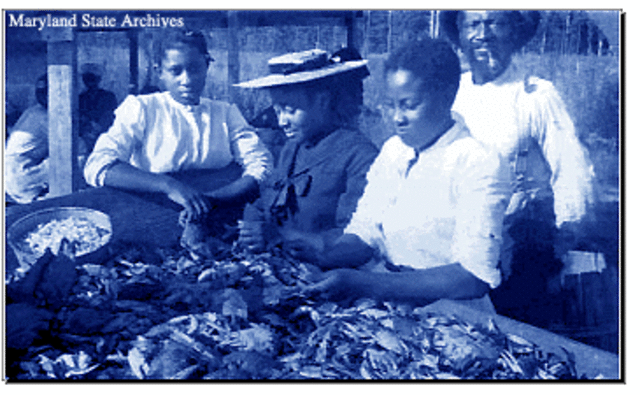 Chesapeake Colonies: Slaves