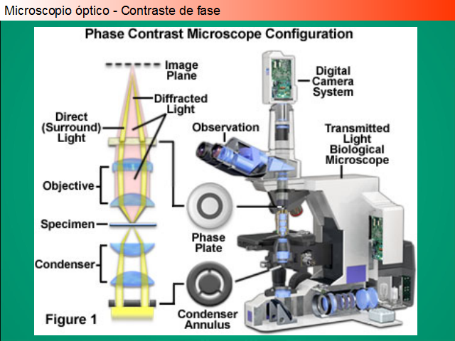 Microscopio Contraste de Fases
