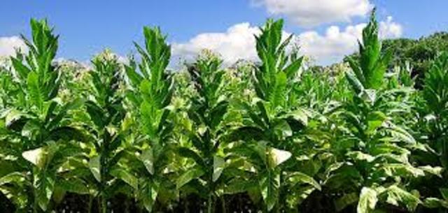 Tobacco arrives in Europe