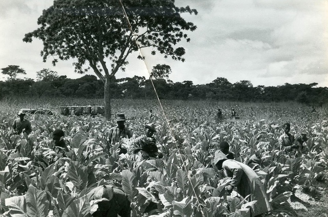 Tobacco arrives in Europe