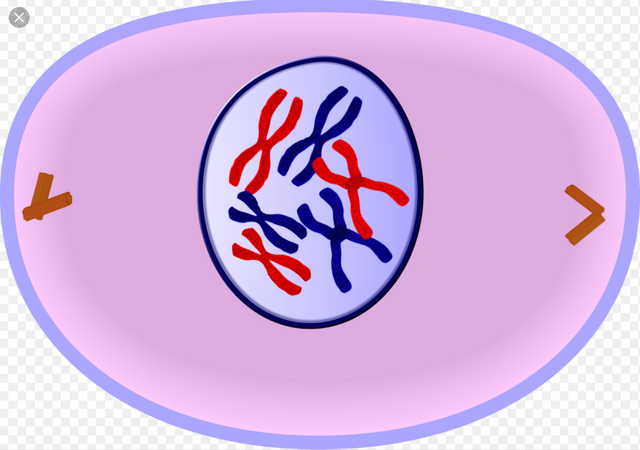 Prophase