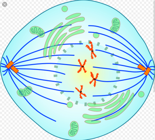 Prometaphase