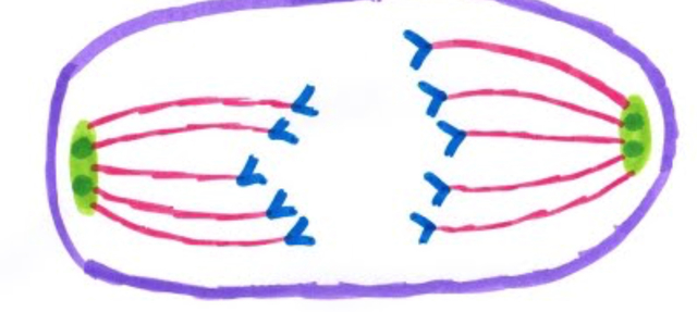 Anaphase