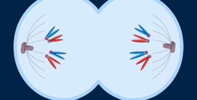 Telophase