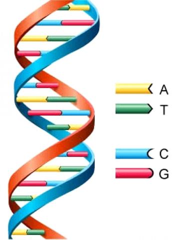 Double Helix Model of DNA Structure