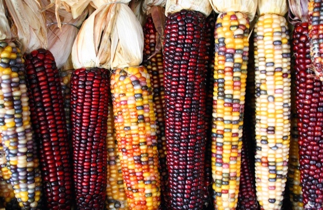 Maize