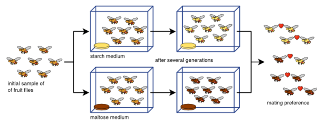 “Reproductive isolation as a consequence of adaptive divergence in Drosophila pseudoobscrura” published