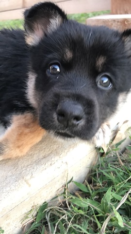 Dwight Eisenhower (Ike)