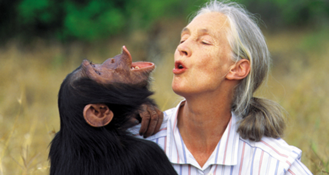 Jane Goodall, defensora de los chimpancés y de la naturaleza