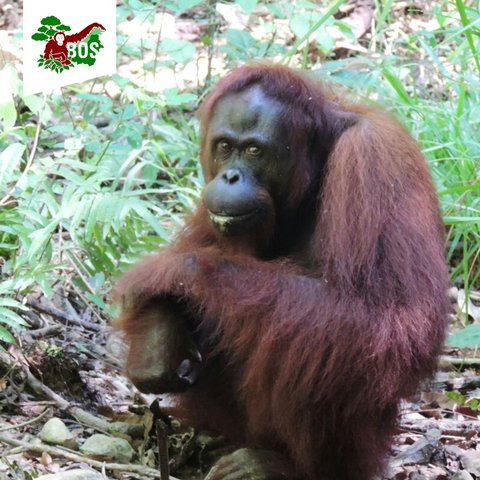 The Borneo Orangutan Survival Foundation (BOSF)