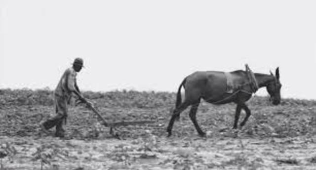 Forty  Acres and a Mule