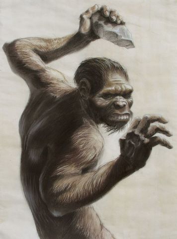 homo habilis