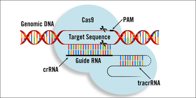 CRISPr/CAS 9 is identified and described