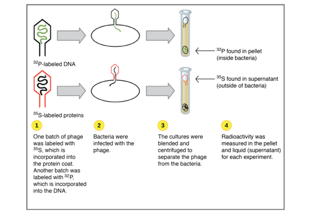 Hershey-Chase experiment are published