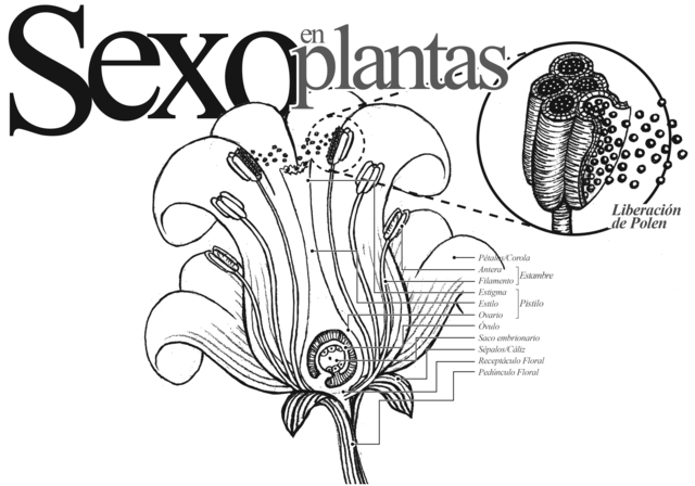Sexualidad de las plantas