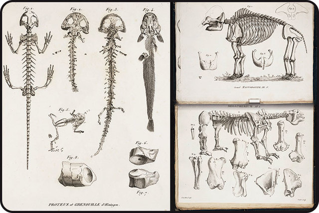 Observaciones paleontológicas