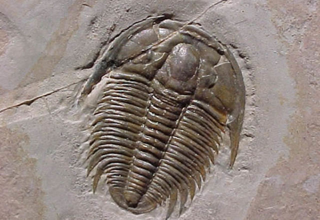 El principio de la correlación de las partes