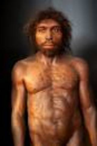 HOMO ANTECESSOR