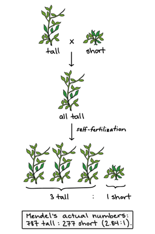 Mendel & pea plants