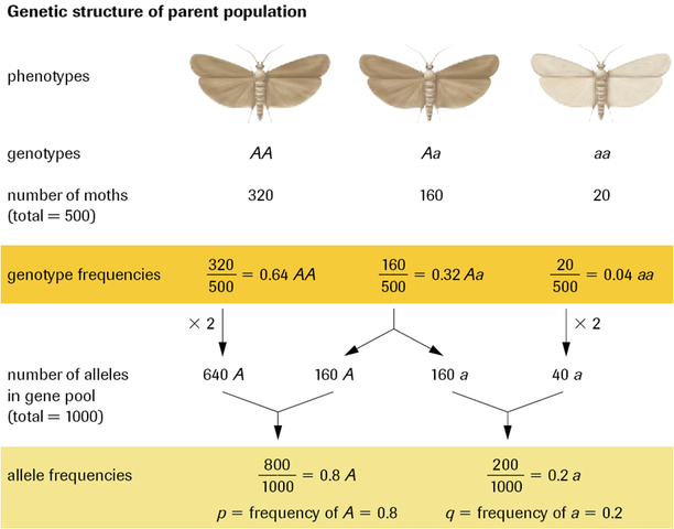 Hardy-Weinberg equation