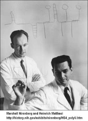 Nirenberg cracks genetic code