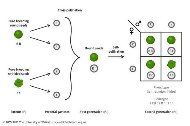 Gregor Mendel published works on inheritances of traits in pea plants