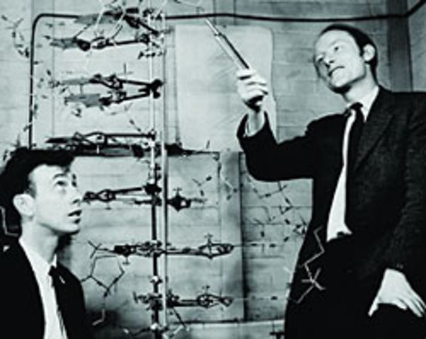 Watson and Crick propose the double helix model of DNA structure