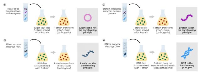 Avery, MacLoed and McCarty determine that DNA is the molecule that carries the genetic code