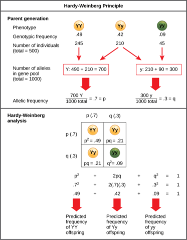 Hardy-Weinberg Equilibrium