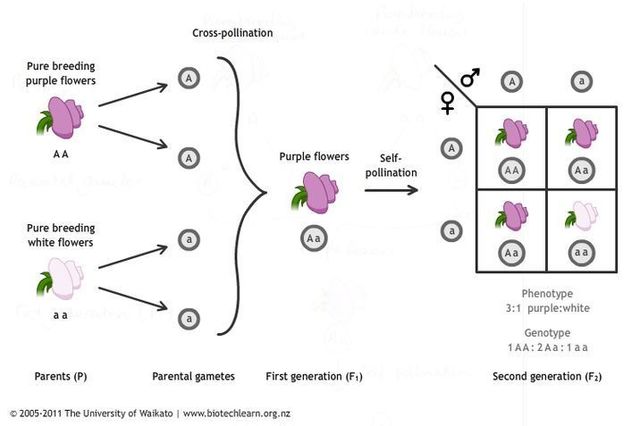 Gregor Mendel publishes works on inheritance of traits in pea plants