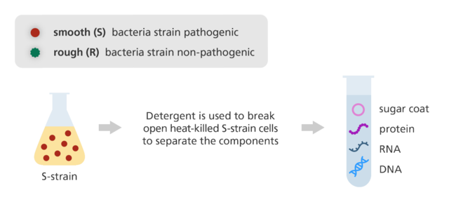 Avery, MacLoed and McCarty determine that DNA is the molecule that carries the genetic code