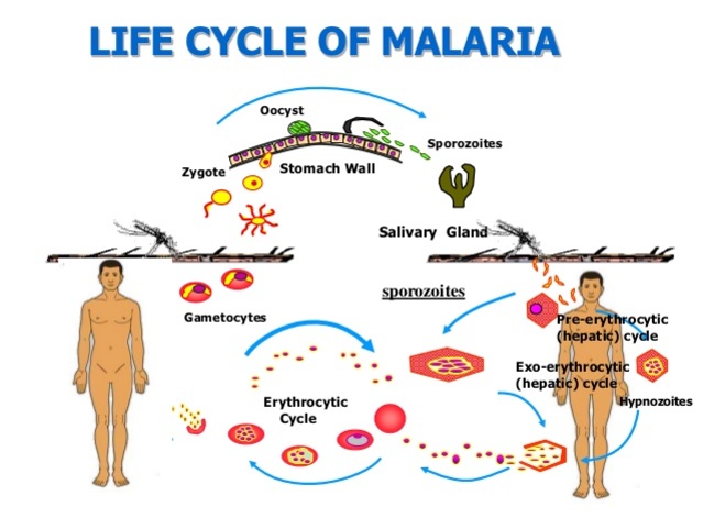 Plasmodium falciparum is described as the causative agent of malaria