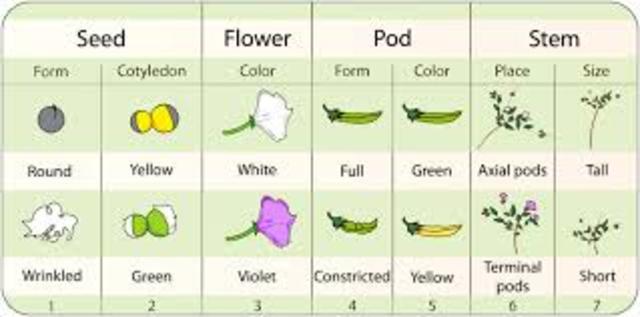 Gregor Mendel publishes works on inheritance of traits in pea plants