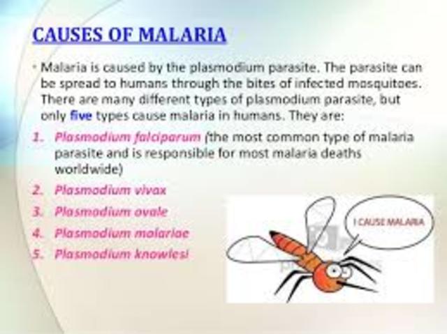 Plasmodium falciparum is described as the causative agent of malaria