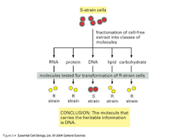 Avery, MacLoed and McCarty determine that DNA is the molecule that carries the genetic code