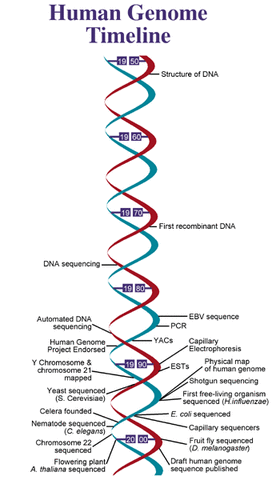 Human Genome is fully sequenced