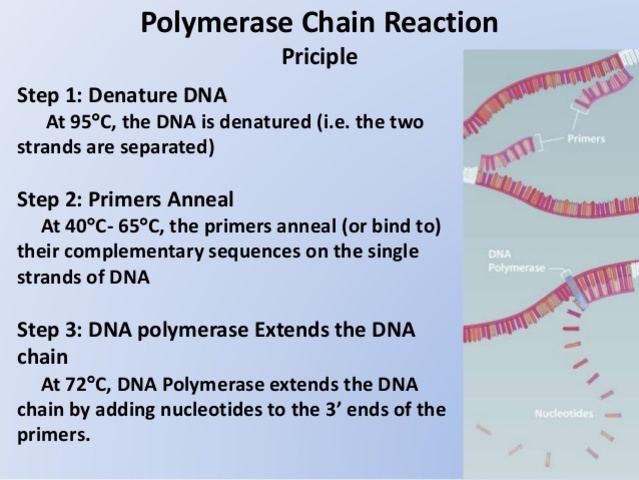 Polymerase Chain Reaction