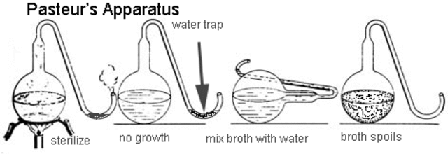 Louis Pasteur refutes spontaneous generation