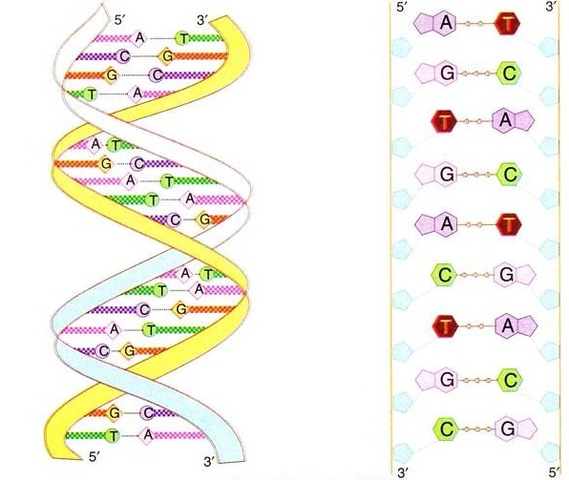 Watson and Crick propose the double helix model of DNA structure