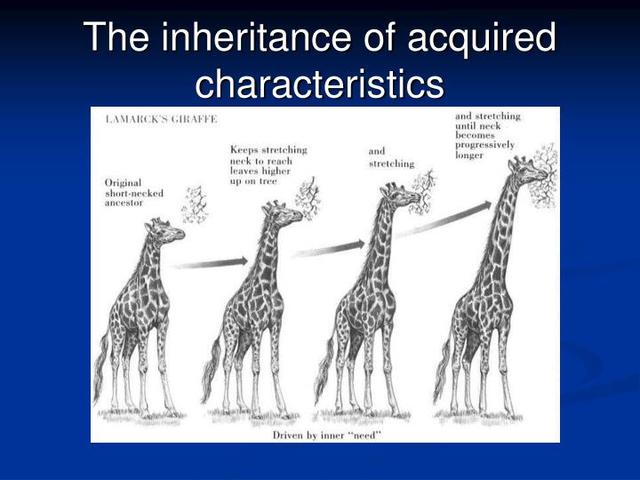 Hypothesis of evolution by means of acquired inheritance