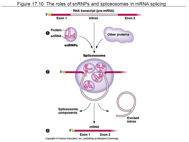 Spliceosomes were discovered and described